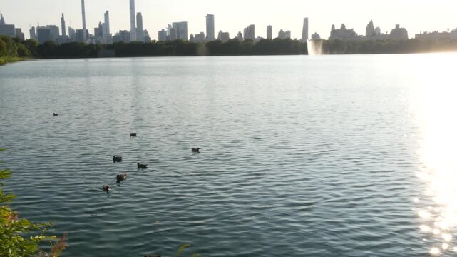 New York City skyline cityscape from Central Park, United States. Midtown skyscraper towers, building architecture and lake in summer. Duck in pond water of NYC park, USA. Kennedy Onassis Reservoir