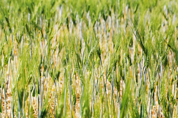 Fototapeta premium Green cereal field background. Young barley ears grow in summer sunlight. Long awns create a soft natural texture. Agricultural crop fills the frame. Farming season in countryside.
