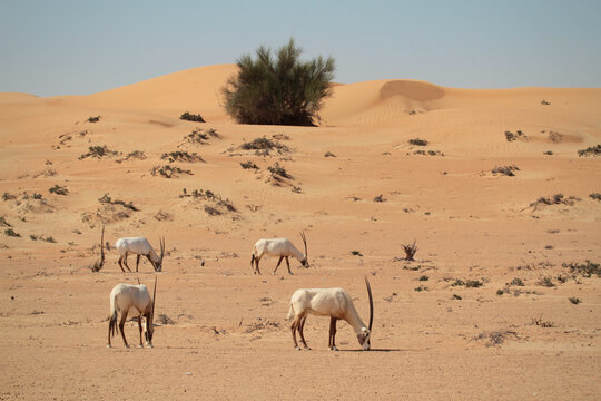 Four Arabian oryx grazing at the foot of sand dunes with ghaf tree, DDCR, Dubai, UAE