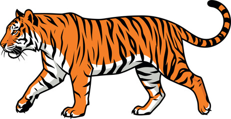 Powerful orange bengal tiger vector illustration walking in side view profile isolated on white background for wildlife nature predator safari and zoo mascot designs © MstBizly