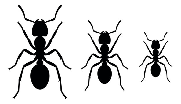 Silhouette icon set of 3 ants featuring different sizes from large to small for nature and pest control design