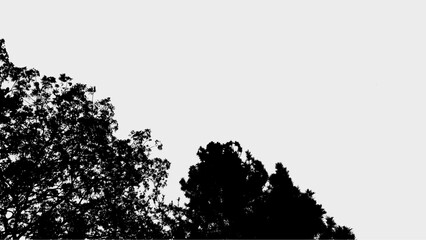 Fototapeta premium Silhouette Serene Tree Canopy Low Angle Natural Scenery Background