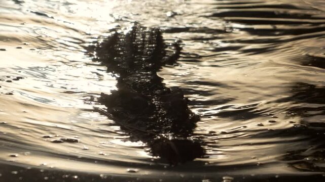 Sihouetted scene of a big crocodile or aligator is swimming apporch to camera with orange sunlight reflection on water surface. Animal living in nature.