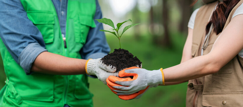 Two volunteers wearing gardening gloves holding young seedling with soil together, hands passing small tree sapling outdoors, teamwork in environmental conservation and tree planting concept