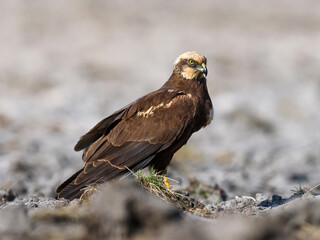 Fototapeta premium A female marsh harrier sits on the ground over her prey.