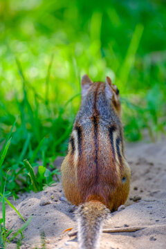 Chipmunk Searching in for Food Beach Grass and Sand