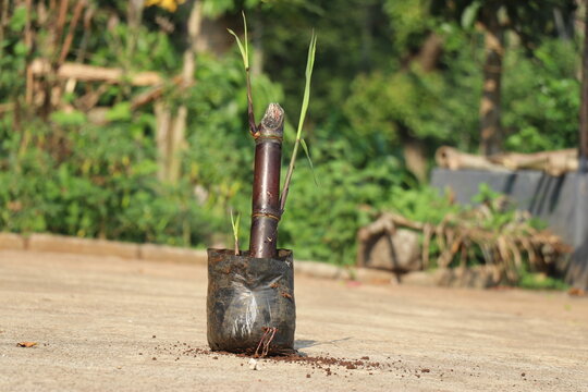 Nursery bag or the growing bag with green sprouts from a sugarcane stem ready to be planted