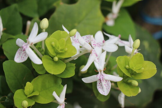 Close-up view of blossoming jasmine flowers with natural light exposure
