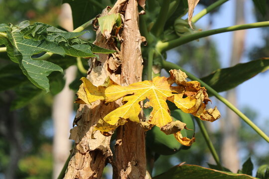 Papaya plant with one of its leaves turned yellow exposed to natural light in a natural background
