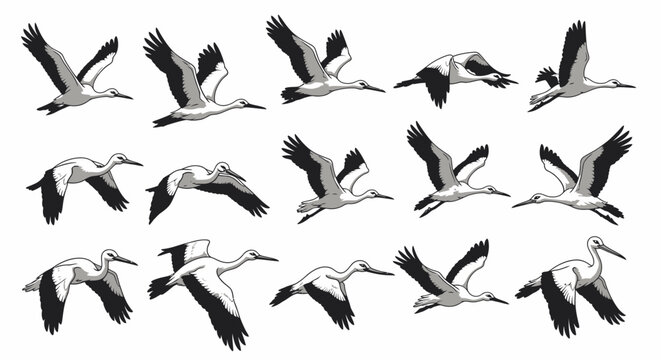 Flocks of Cranes Flying in V Formation Across an Isolated White Background