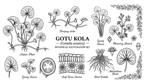 Hand Drawn Engraved Gotu Kola Vector Illustration Set Featuring Centella Asiatica Leaves Flowers and Botanical Herbal Elements for Premium Packaging