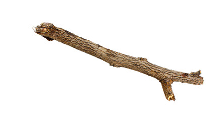 tree trunk isolated © Muthaiya