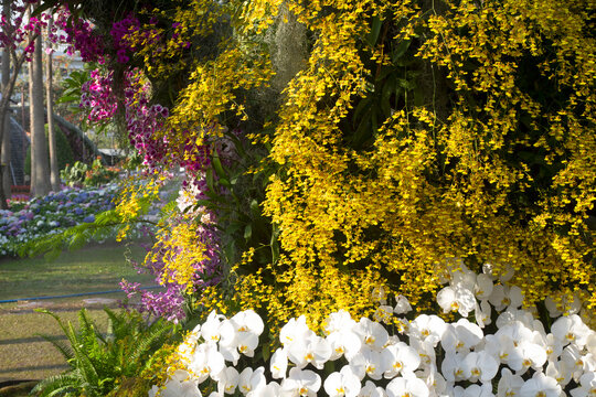 Beautiful orchids that adorn the flower garden.