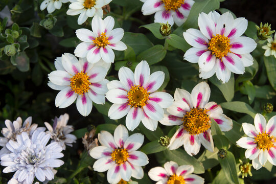 Dwarf Zinnia is a low-growing, herbaceous flowering plant that reaches approximately 20-30 centimeters in height.