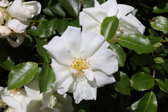 pure-white shrub rose, semi-double flowers, prominent golden-yellow stamens, glossy green foliage (Rosa-Oscar-Peterson) (macro, close-up, stunning, strong-sunlight) 4570