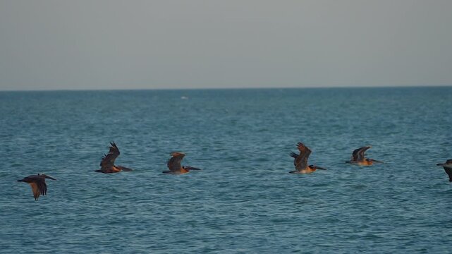 flock of brown pelicans gliding over the ocean