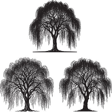 Set of willow trees with hanging branches in black silhouette illustration landscape silhouette illustration branches woodland environment seasonal botanical landscaping