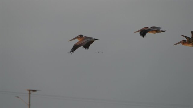 flock of brown pelicans in flight over a coastal landscape