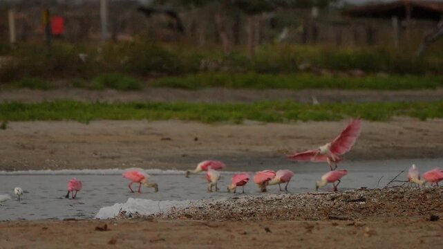 flock of roseate spoonbills feeding in a shallow coastal wetland