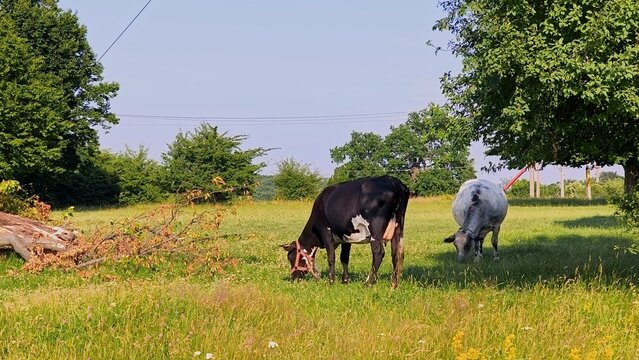 Video of two cows peacefully grazing in a vibrant green pasture field under the soft daylight. Rural landscape background.