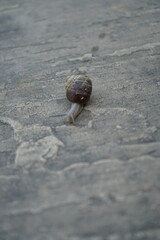 Snail © Dominic