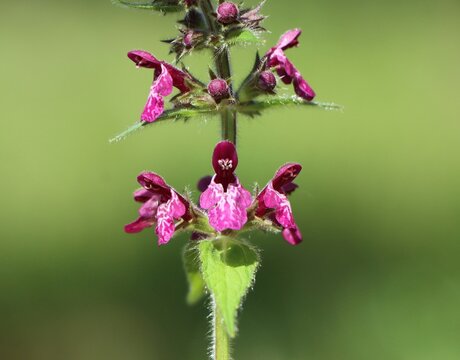 Stachys sylvatica (hedge woundwort) blooming in a meadow