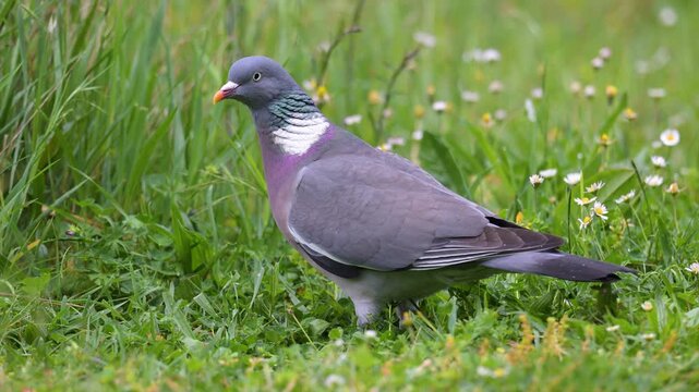Male Wood pigeon walking away, observing and eating grass in spring in a domestic garden after rain. Columba palumbus, Indre-et-Loire 37, r&eacute;gion Centre-Val de Loire, France, European Union, Europe