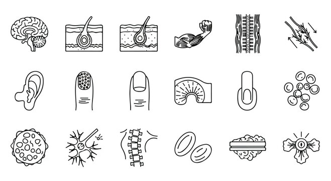 Collection of human anatomy and biological structure hand drawn line art icons.