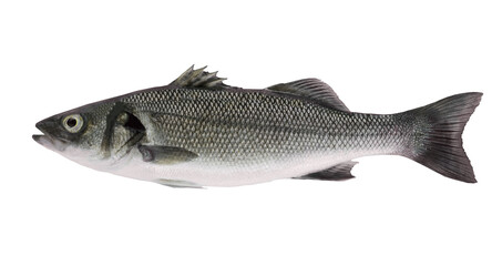 Obraz premium fish isolated