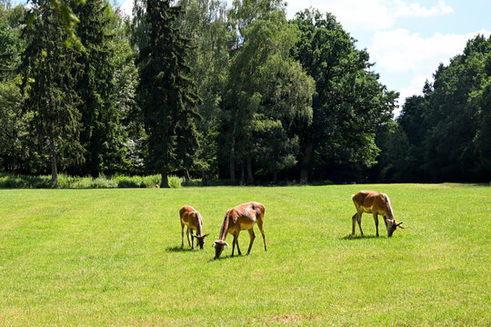 Deer grazing on sunlit meadow with forest background