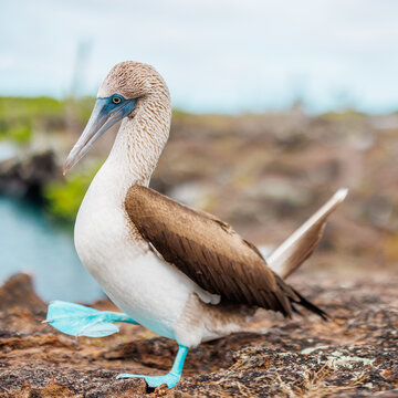 Walking Blue Footed Boobie, Galapagos