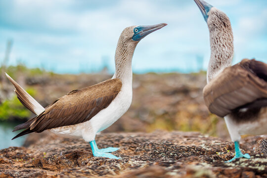 Blue Footed Boobies Mates, Galapagos