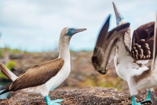 Dance Blue Footed Boobies, Galapagos