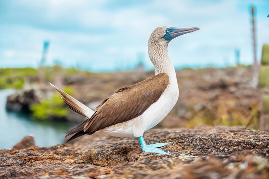 Blue Footed Boobies, Galapagos