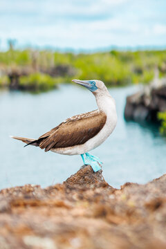 Blue Footed Boobie on rock, Galapagos