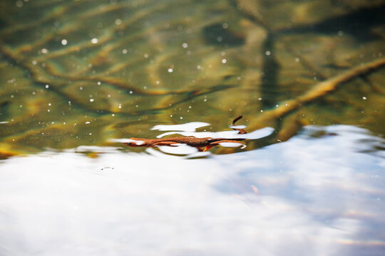 Water folds in slow motion, newt