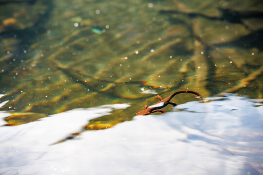 Orange newt under water surface