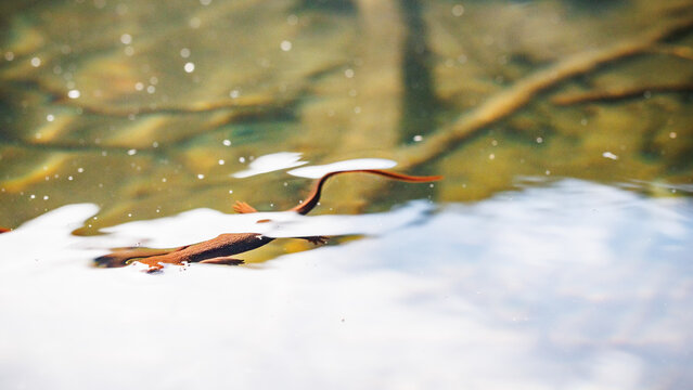 Newt swimming just below surface