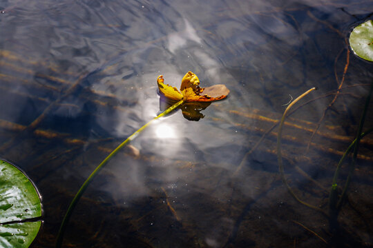 Lily pad water tension