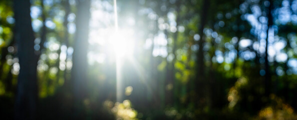 Naklejka premium Sunlit green leaves with soft blur. Vibrant forest green foliage with glowing light. Forest under bright summer sun. Blurred green trees nature backdrop. Organic greenery with dreamy bokeh effect.