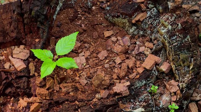 Video of a small young tree sapling growing out of an old decayed tree stump in a forest. New life, hope and rebirth concept.