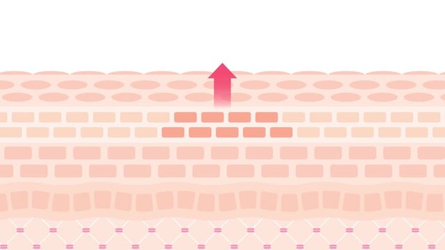 肌のターンオーバーの仕組みを表した皮膚断面アニメーション