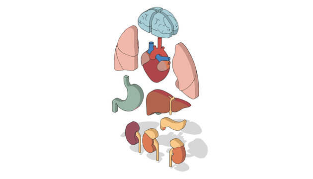Exploded isometric diagram of human vital organs