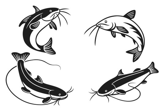 Black and white catfish illustrations