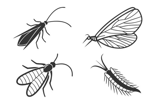 Four different moths in various poses