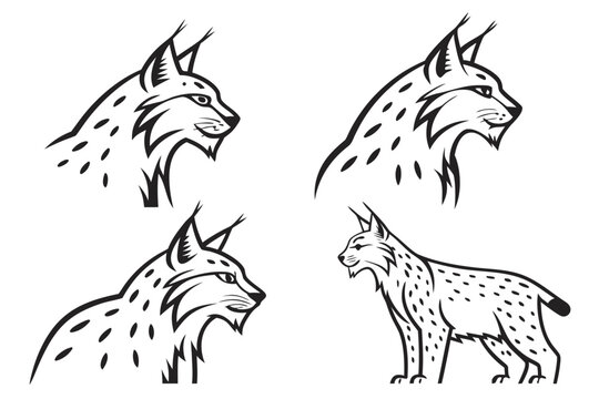 Lynx head and body illustrations