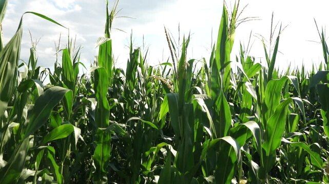 Fresh green maize plants growing in a corn field on a sunny summer day with fertile agricultural farmland
