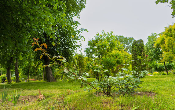 Young plant grows in a quiet park area. A small plant is growing in an open park. Trees surround the area, and the sky is gray.