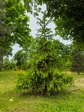 Young green spruce tree growing in a forest clearing. Small coniferous evergreen tree standing on mowed grass surrounded by tall deciduous trees.