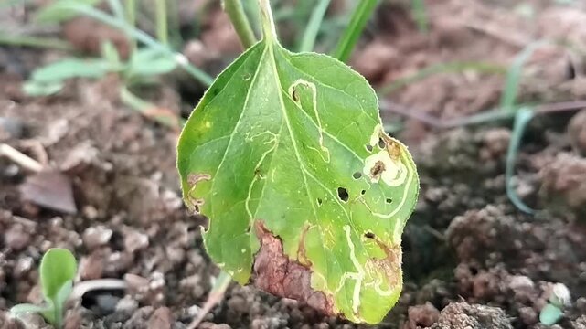 Top down close up view of a damaged green leaf with brown spots and leaf miner trails swaying gently over a soil background.